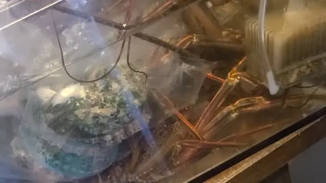 600gの伊勢海老　元気がいいね